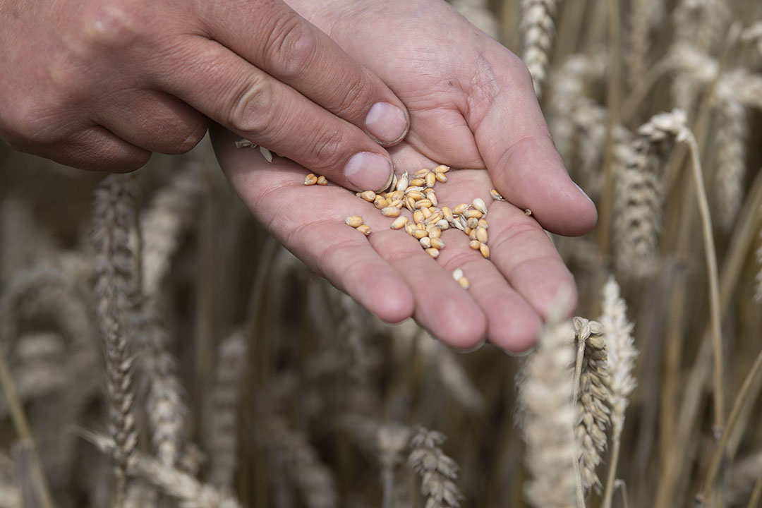 Grains used in animal diets typically represent about 50% of non-starch polysaccharides (NSPs). Photo: Mark Pasveer