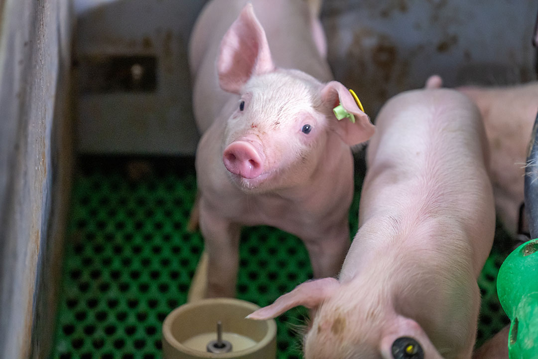 Although soy may only comprise 10% of the ration of a typical pig finisher feed, it can contribute 50% of the carbon footprint. Photo: Bert Jansen