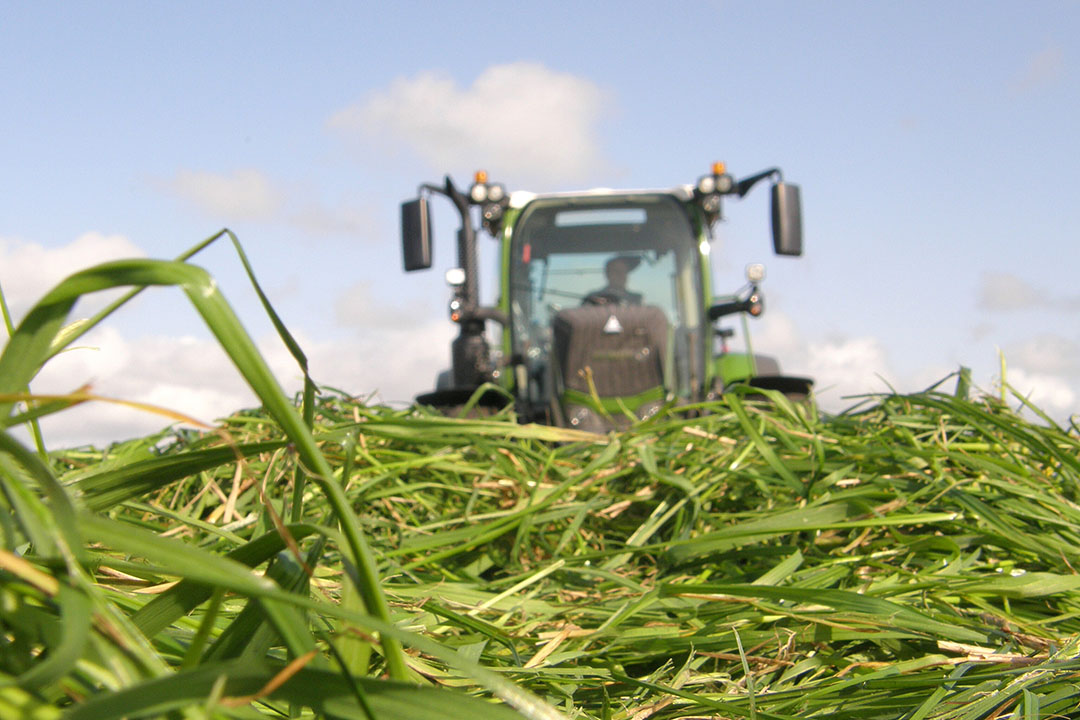 Using a mix of grass seed varieties can be beneficial. Photo: Chris McCullough