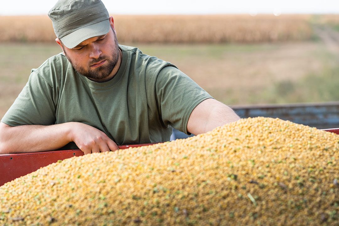 Soybean imports from Brazil to China have surged by 2,000% since 2000, mostly to cater for the animal feed market. Photo: Shutterstock