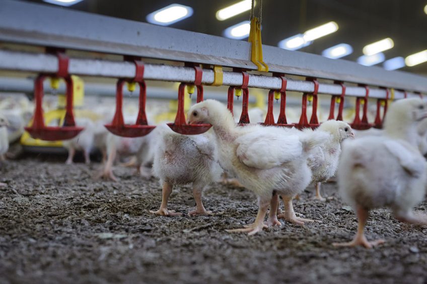 Broilers provided with the nipple drinkers had improved feed conversion and slightly lighter weights compared to broilers given water in troughs. Photo: Lex Salverda