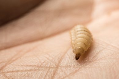 Yeast probiotics improve the production of insects, including the black soldier fly.