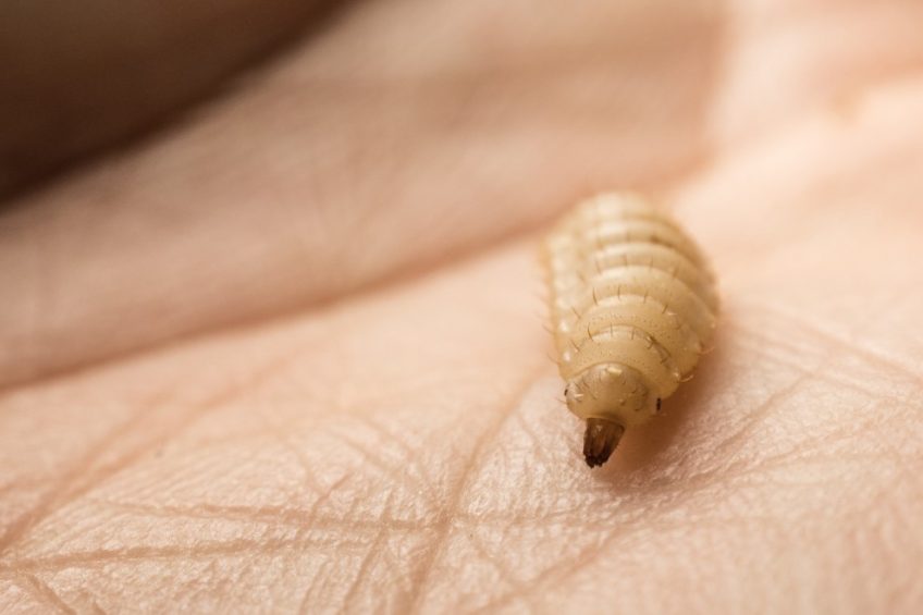 Yeast probiotics improve the production of insects, including the black soldier fly.