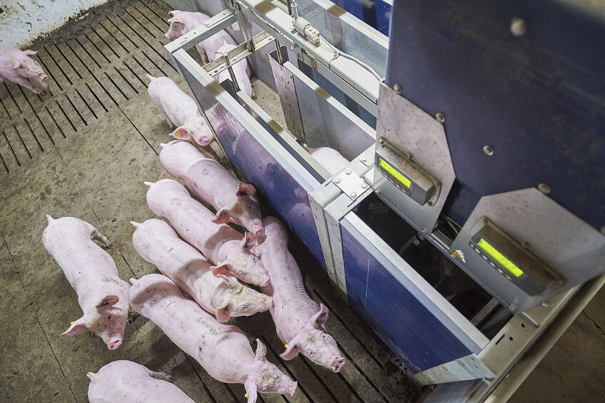 Automatic feeders provide pigs with the right amount of feed for their individual needs. Photo: Van Assendelft fotografie