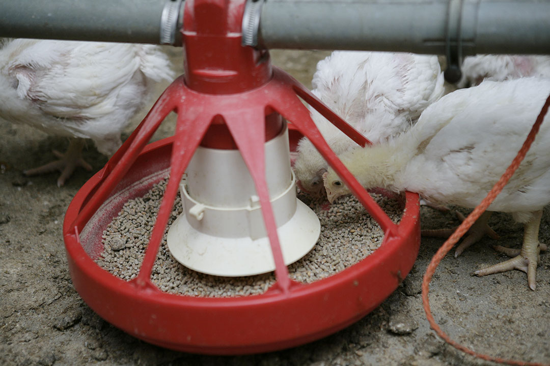 Poultry feed is the largest market for amino acids. Photo: Jan Willem Schouten