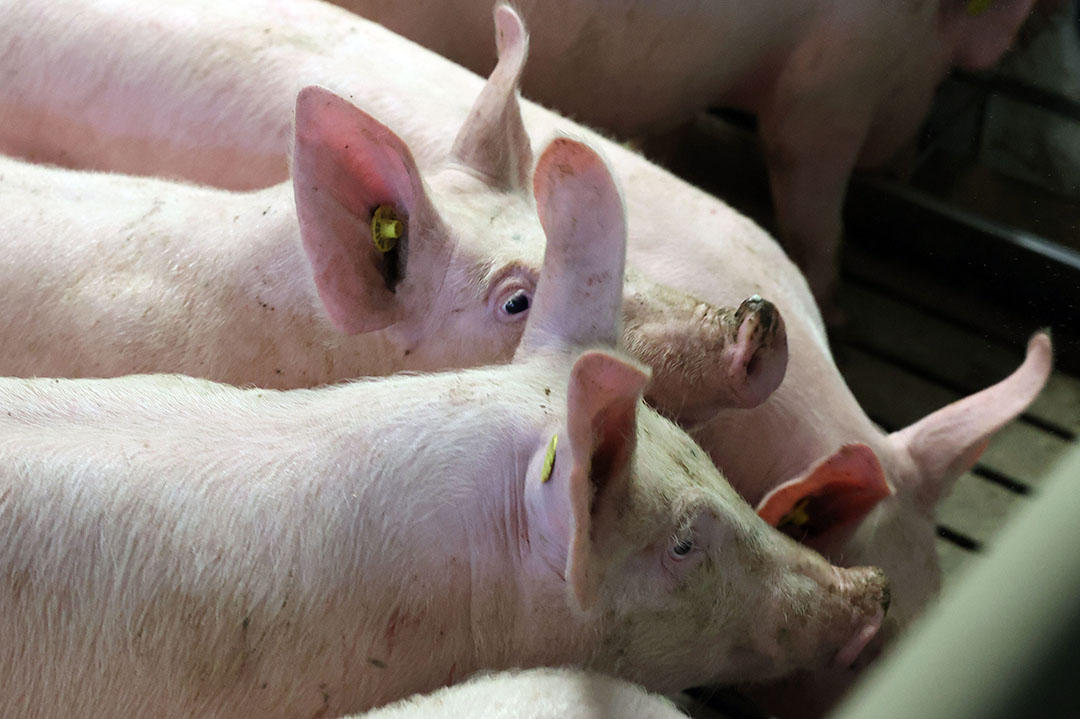 Margins are currently not good for Chinese pig producers, so they willl use the feed ingredients that are the most economical. Photo: Bert Jansen