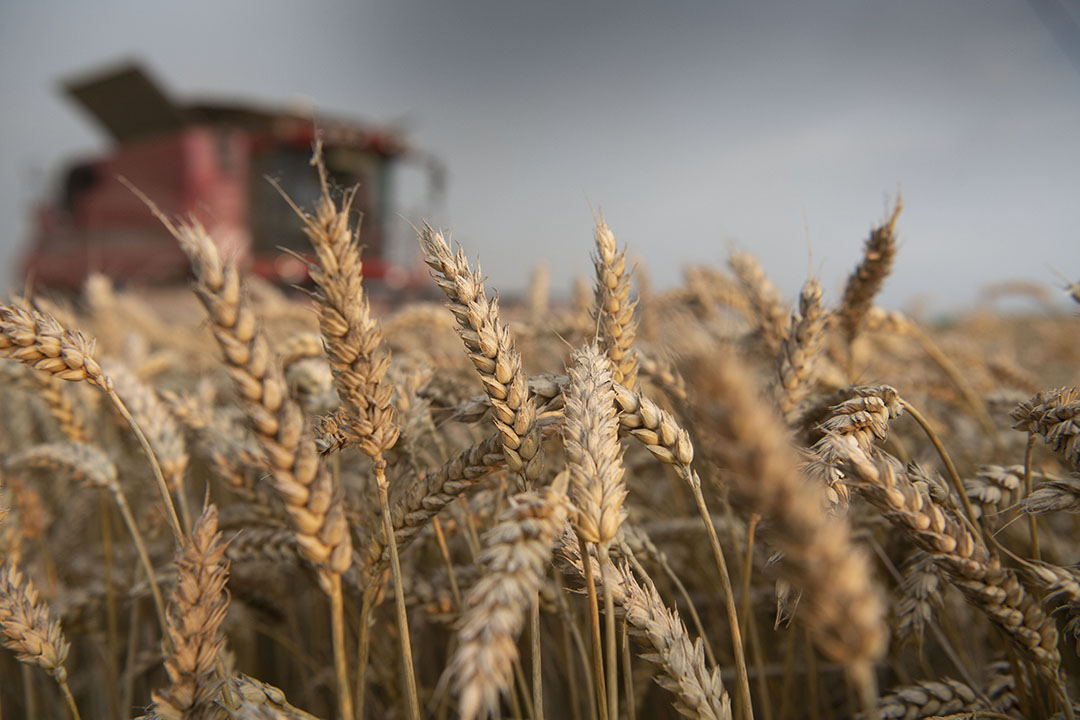 Wheat is used to replace corn, but this is mainly price-driven. There are quota restrictions on wheat imports. Photo: Mark Pasveer