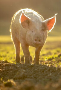 European pig farmers have welcomed the decision that allows PAPs in feed. Photo: Shutterstock