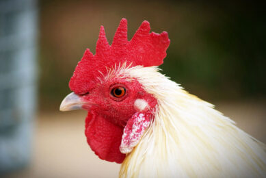 β-glucans are potential growth promoters and antibiotic alternatives in poultry production. Photo: Rewat Wannasuk