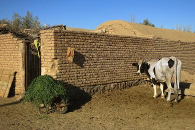 Iran: Farmers use bananas and eggplants amidst feed shortage Photo: Canva