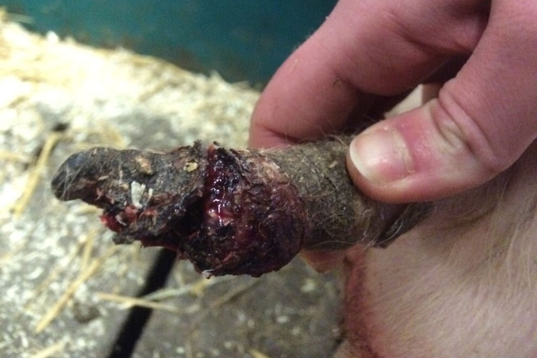 Tail biting, which is a pathological behaviour that can be seen particularly in weaners and grower-finishers in commercial pig production systems, is a major health and welfare concern. Photo: Mona Lillian Vestbjerg Larsen & Sarah-Lina Aagaard Schild