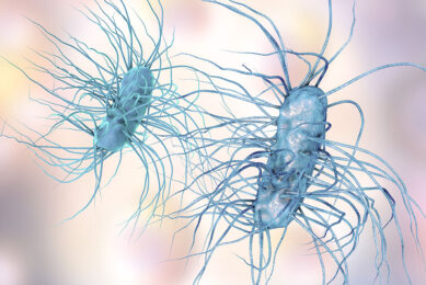 Escherichia coli bacterium causes enteric and other infections. Photo: Kateryna Kon