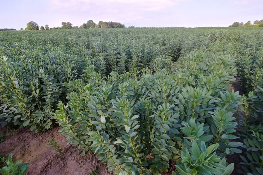 Faba bean fields. Photo: Marcin Nadzieja, Aarhus University