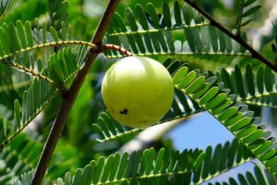 Researchers set out to determine if the amla fruit, or Indian gooseberries, can be used as an alternative natural feed source in lactating dairy cows. Photo: sarangib