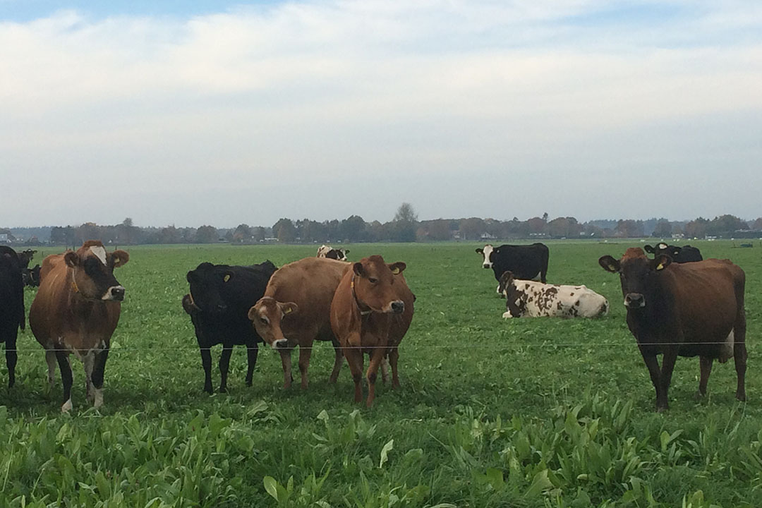 In the Netherlands NLF has focused on training dairy farmers on managing herbs in grassland and veterinarians on safe the use of herbal products. Photo: Katrien van't hooft