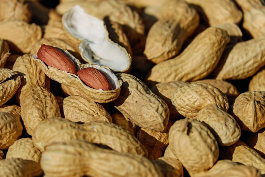 Peanuts like soybeans are legumes and oilseeds rich in protein, while also providing dietary lipids as energy. Photo: Couleur