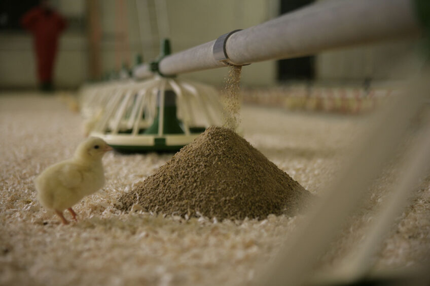 Detailed observations show that for individual birds 'feed refusal' is observed mainly in the first 20 minutes but that within 24 hours of the diet change, there is compensatory feeding that normalises, or even exceeds, expected feed intake for that day. Photo: Jan WIllem Schouten