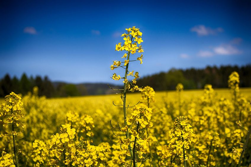 Chinese scientists have revealed the secrets as to why one variety of rapeseed resists pod-shatter. Photo: Picaso