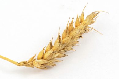 Omicron variant pushes wheat price down
