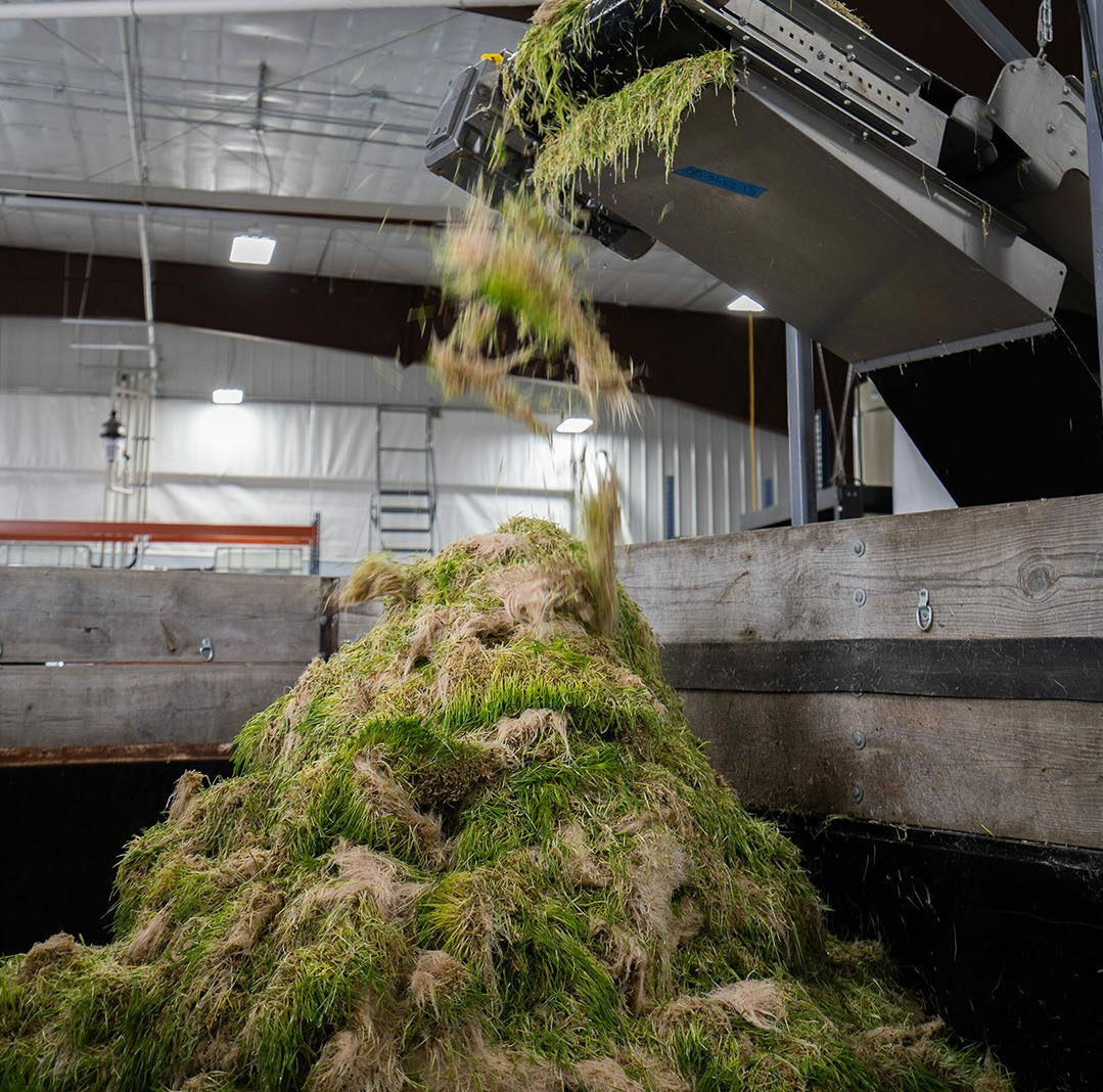 Once ready for harvest, the sprouted wheat or barley rolls off an automated belt like a carpet and is shredded, ready to be added to the dairy or beef ration. Photo: HydroGreen