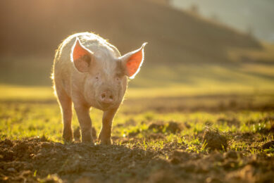 The re-authorisation of PAPs and insect meal fits the EU's 'Farm to Fork' strategy. Photo: Shutterstock