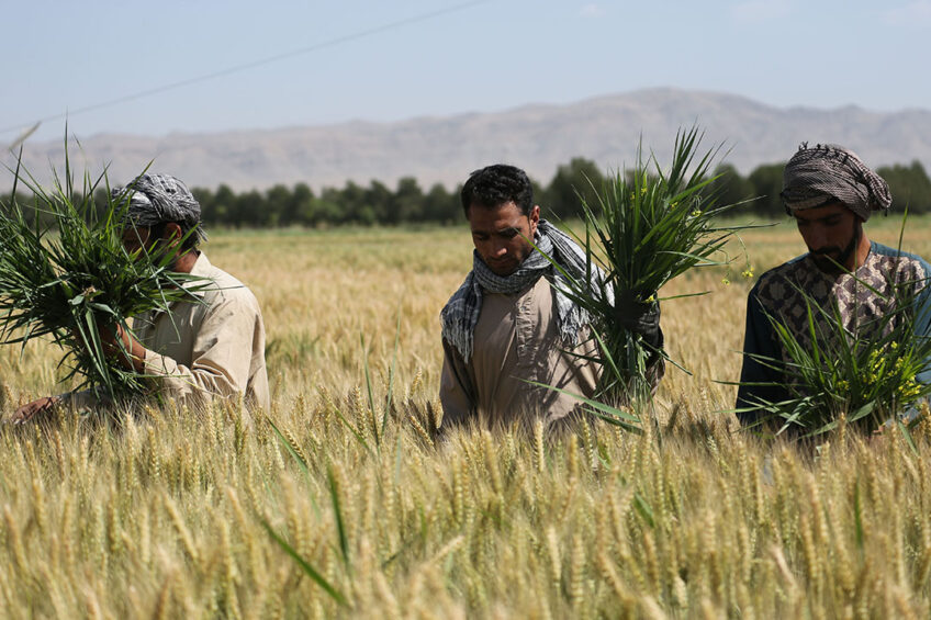 Afghan feed sector in hard times. Photo: Rumi Consultancy / World Bank