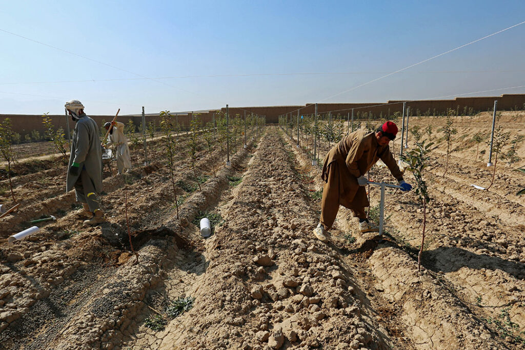 Afghan feed sector. Photo: Rumi Consultancy / World Bank