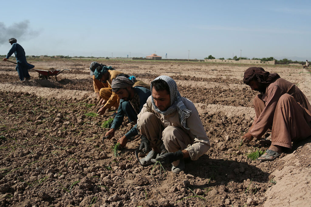 Afghan feed sector in hard times. Photo: Rumi Consultancy / World Bank