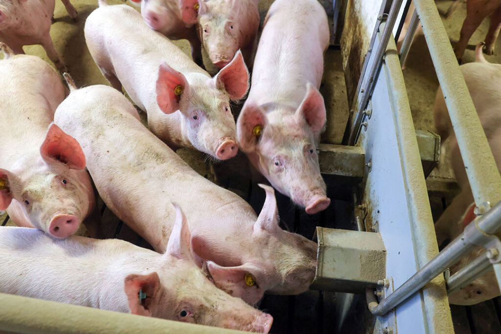 Reducing the quantity of fine particles in pig feed is strongly recommended. Photo: Bert Jansen