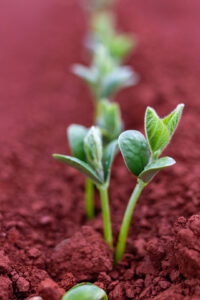 Within LCA, also land use change is taken into account, such as growing soy on former woodlands in the Amazon.