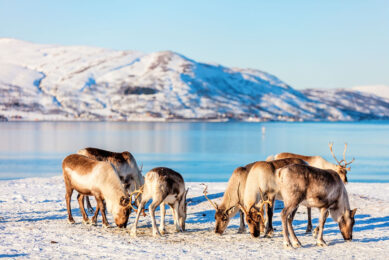 Northern reindeer make new probiotics a realityPhoto: Canva
