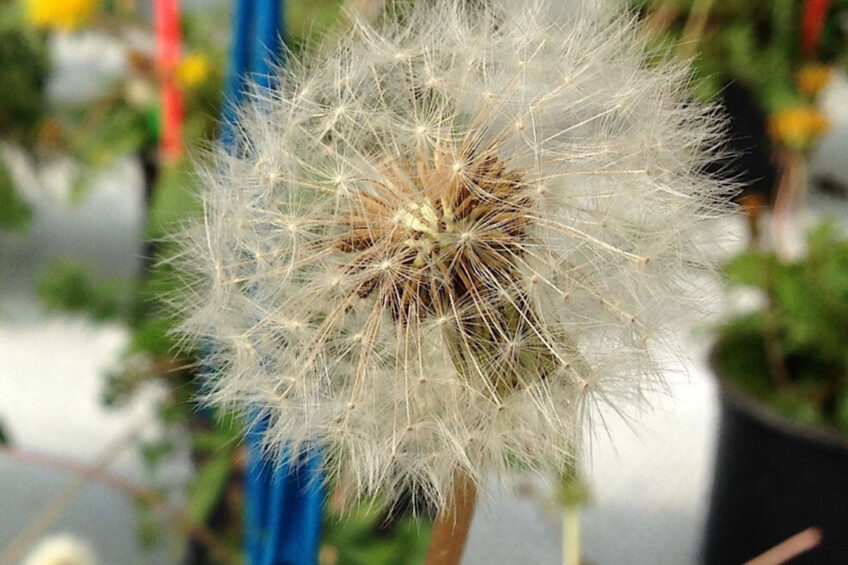 The dandelion plant was used in the research. Photo: Wageningen University Research