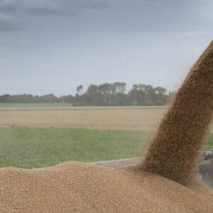 Wheat markets experience yet again price cuts Photo: Mark Pasveer