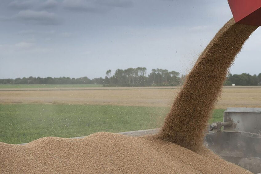 Wheat markets experience yet again price cuts Photo: Mark Pasveer