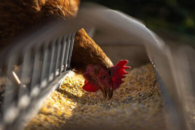 Brazil's 2021 feed production growth: Lower than expected. Photo: Andreas Goellner