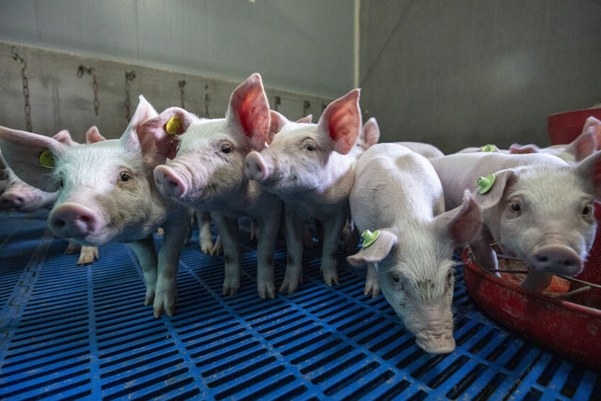 Since the ban on antibiotic growth promoters, the industry has been looking for alternative solutions to ease the difficult weaning phase. Photo:Anne van der Woude