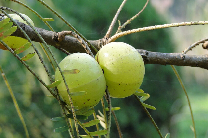 Amla fruit Photo: Canva