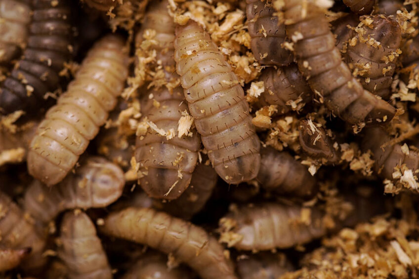 Black Soldier fly larvae as beef cattle feed – price models