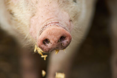 Flavour supplementation could be helpful to ease the weaning transition from milk to solid feed. Photo: Shutterstock