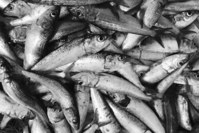 Global fishmeal production up, fish oil down