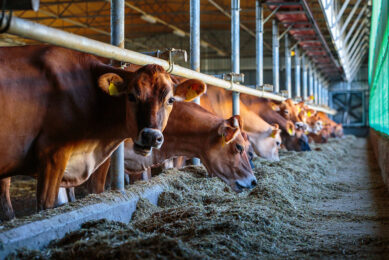 Highly soluble carbohydrate in corn silage, for example, has more effect on increasing the ammonia level in the rumen compared with the cellulosic carbohydrate in alfalfa hay. Photo: Shutterstock