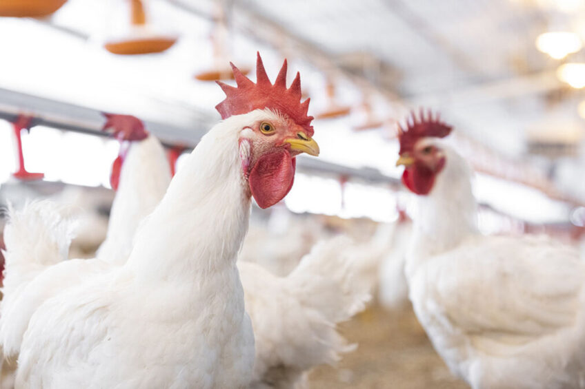 Around 10-25% of the feed that chickens consume cannot be digested well. Supplementing the diet with enzymes is therefore indicated. Photo: Alltech
