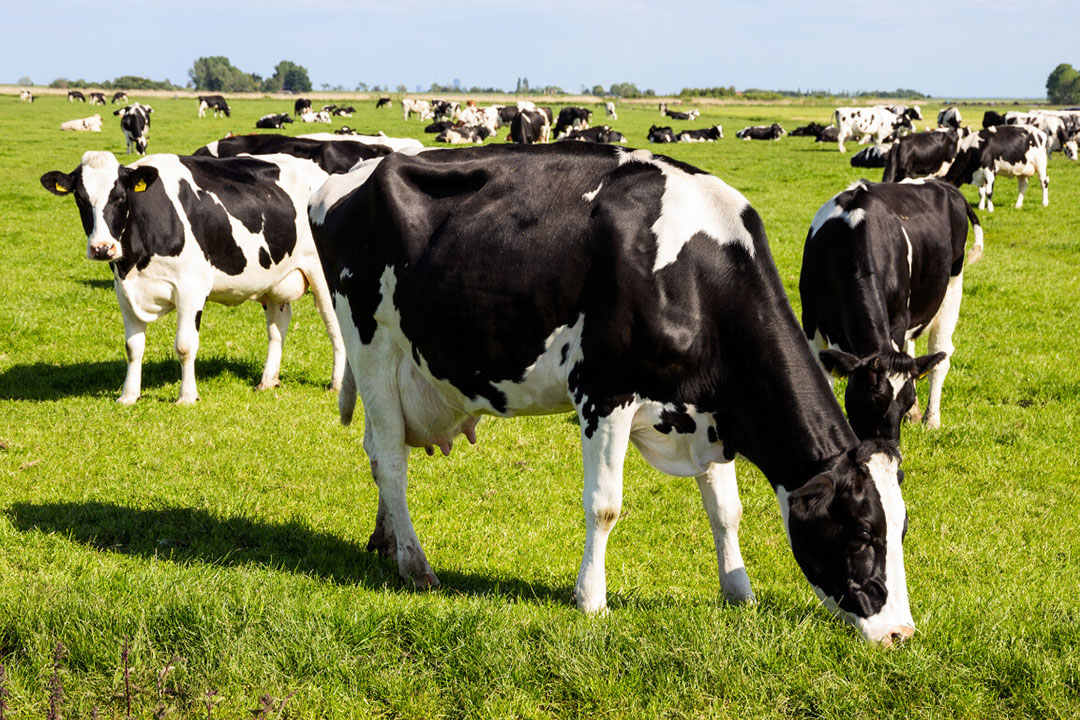 Answer the 30 cows and 28 chickens riddle explained it s 51 off