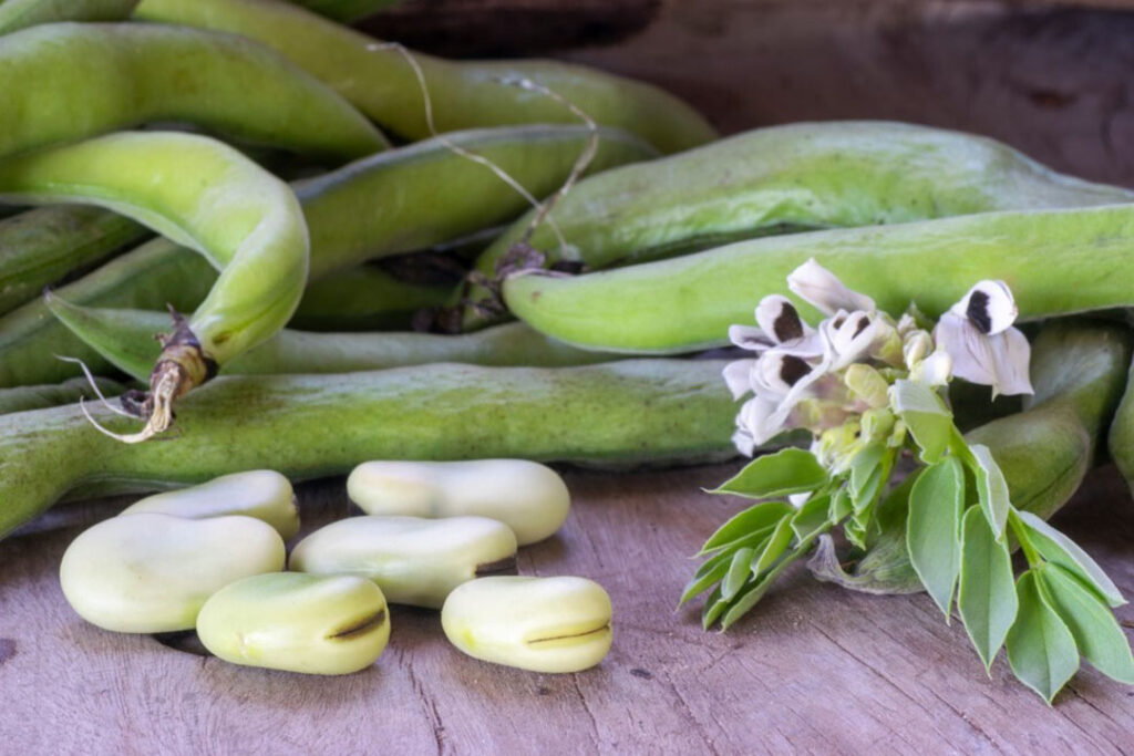 Broad Faba beans (Vicia Faba) over a wooden table with flowers and sheath. Close up view with copy space; Shutterstock ID 2049256901; purchase_order: BENEO; job: Marketing; other: Tools