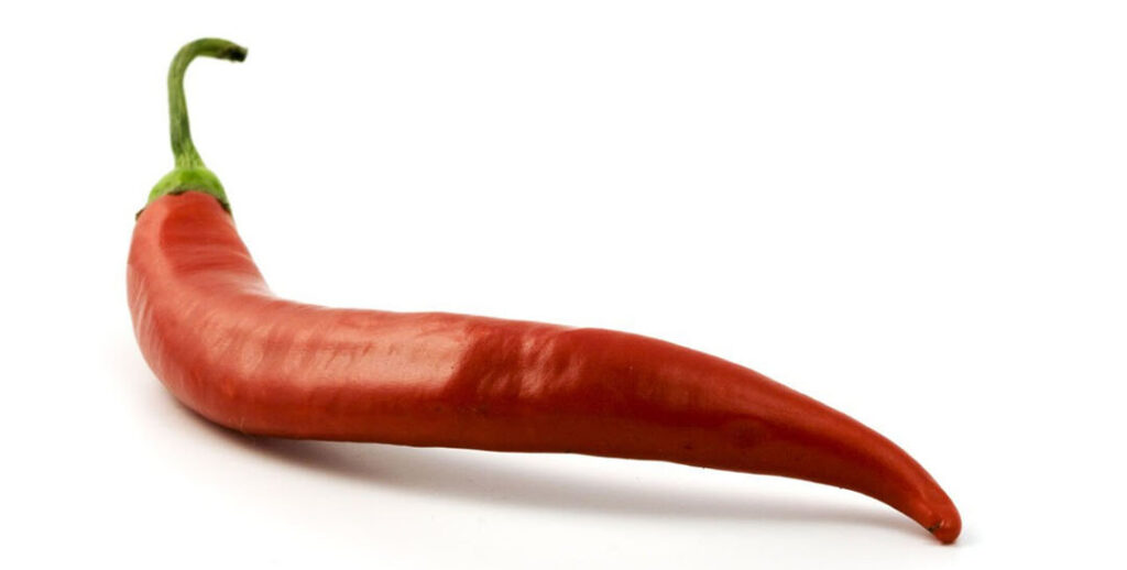 Capsaicin, the source of the spicy taste of chili pepper, has been proved to be benifical for animal health. Photo: Canva