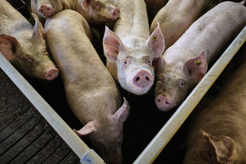 Pigs selected for feed efficiency are better able to cope with stressors. Photo: Fred Libochant