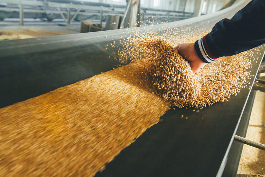 Crops in the field, feed processing at the mill, biosecurity measures during feed transport, and safe storage on the farm all contribute to feed safety. Photo: Shutterstock