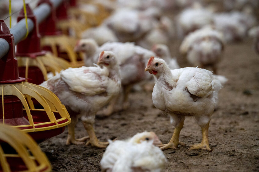 Pathogen control within the feed to food chain requires multiple interventions to be incorporated. Photo: Studiovision.be - Raf Ketelslagers & Ruud Lathouwers