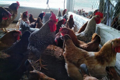 Study: Feeding programmes affect egg colour and quality