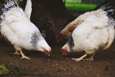 UK Ag-Tech Start-Up raises $16m to expand insect mini-farms